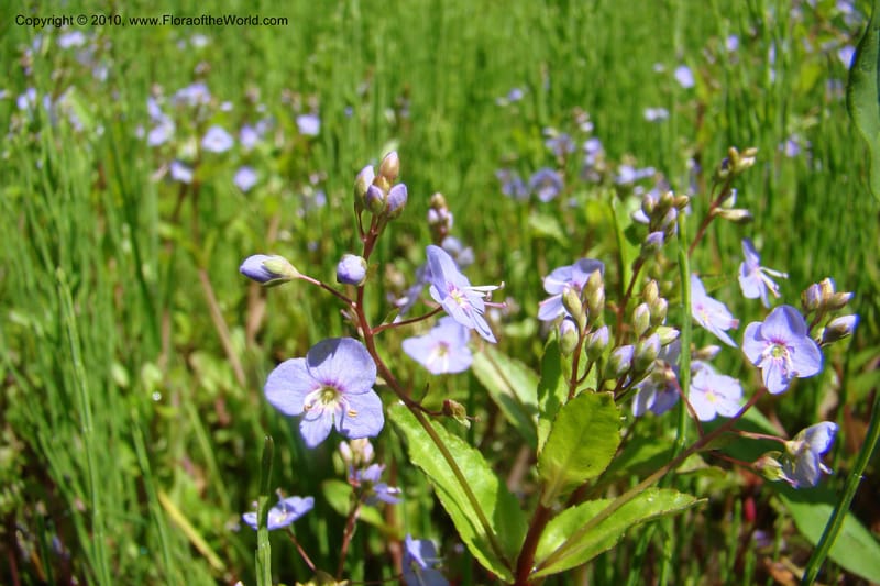 Veronica americana, C. Davidson 11464--ID. Valley Co. Warm Lake. 16 June 2009. 063.jpg