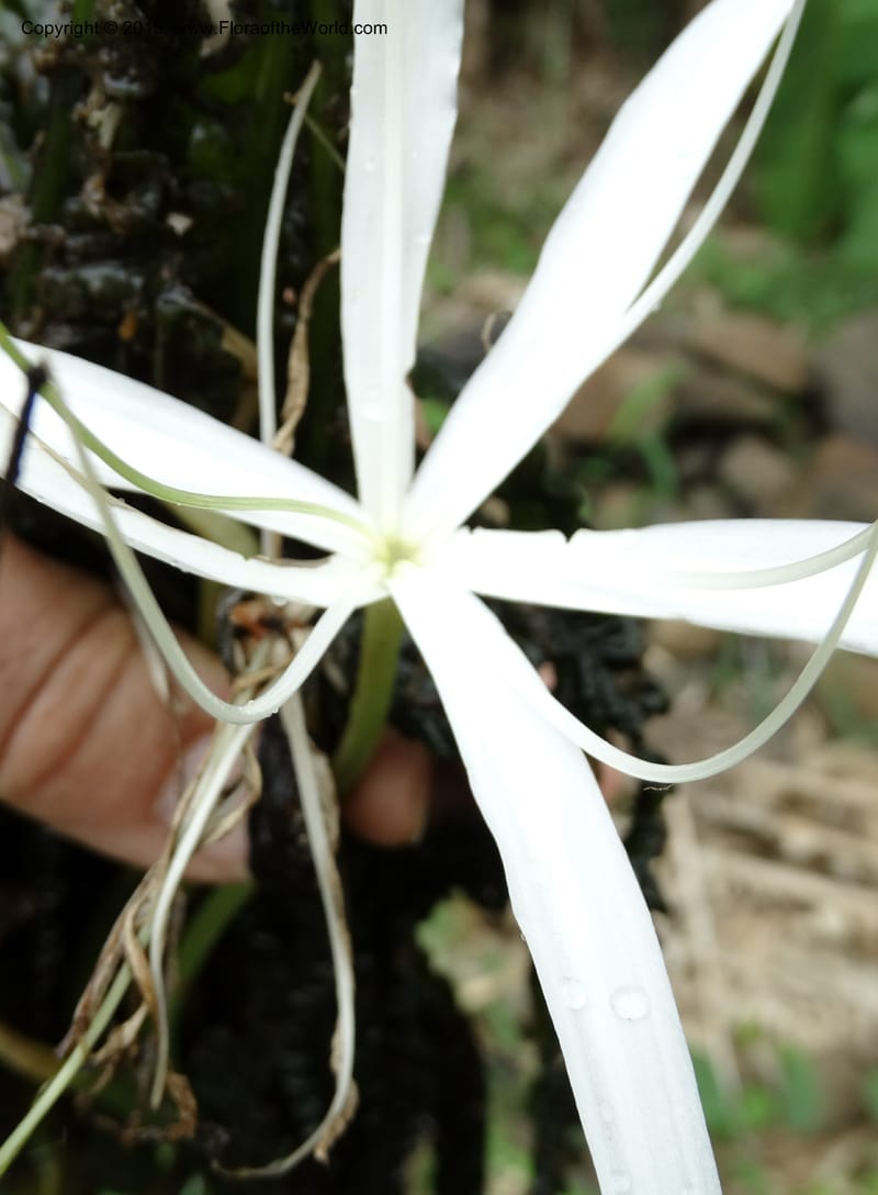 Crinum natans, Elias Ndive 189--Cameroon. Kumba River, Kumba. 23 Mar 2014. DSC03541 (13).JPG