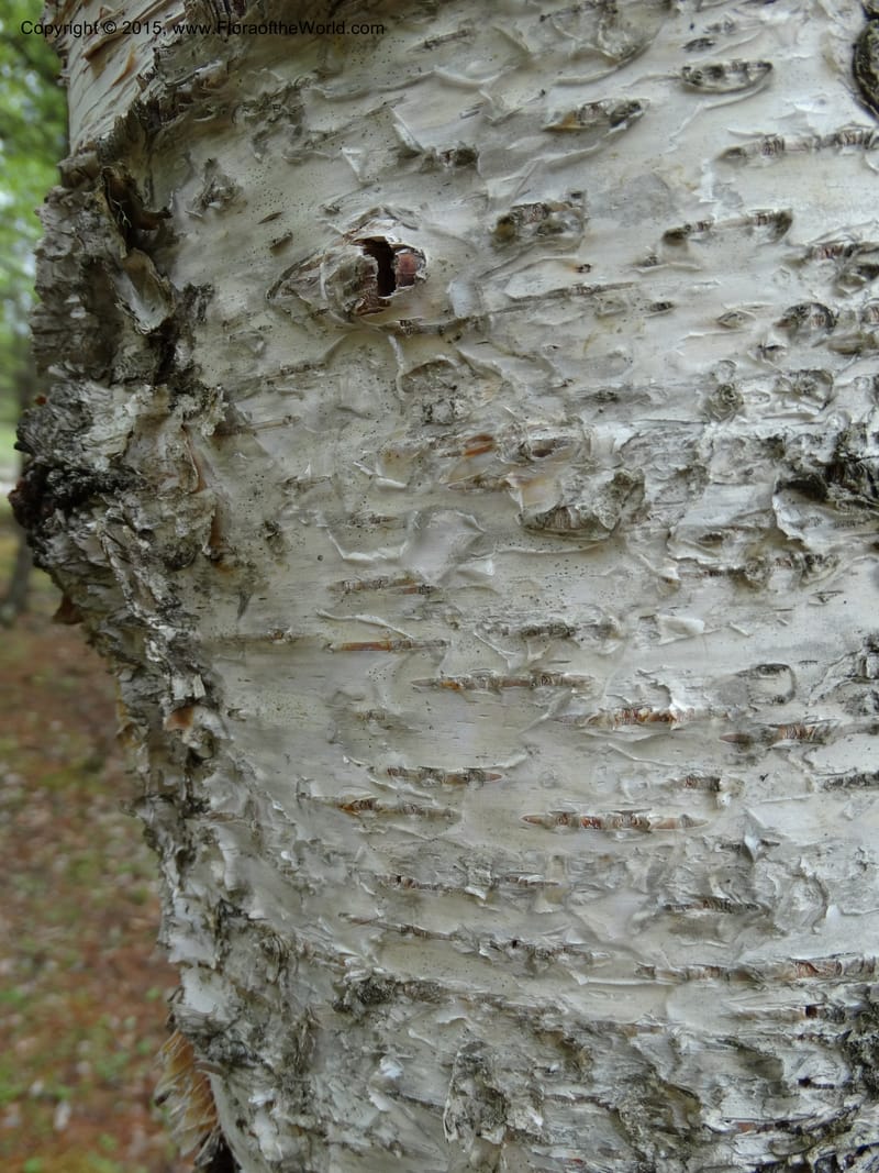 Populus, Boufford, D 43740--China. Sichuan. XinZhaZi Gou. 14 May 2014. DSC06426 (50).JPG