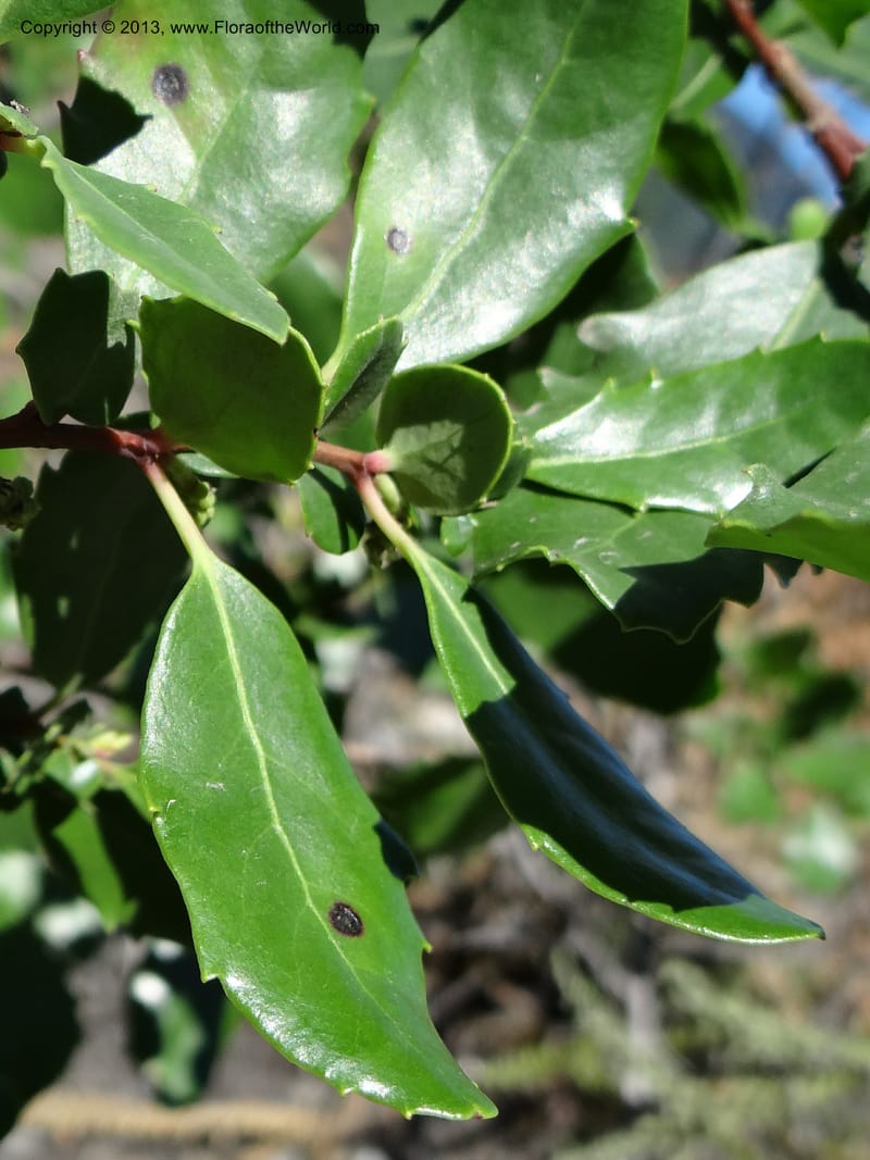 Azara, WDS 34089--Chile. Pte. Polcura.  Odom 11.6. 17 Feb 2013. DSC01159 (157).JPG
