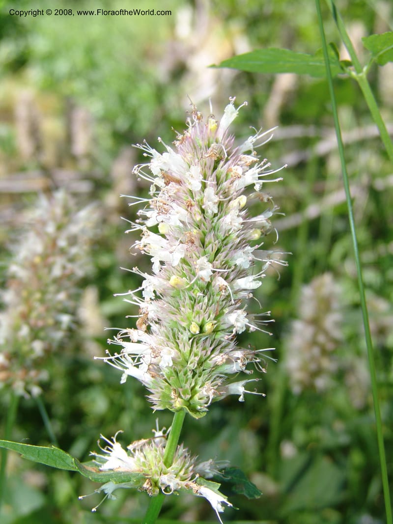 Agastache urticifolia--ID. Valley Co. Sylvan Beach reservoir and trail. 24 Jul 05. 263.jpg