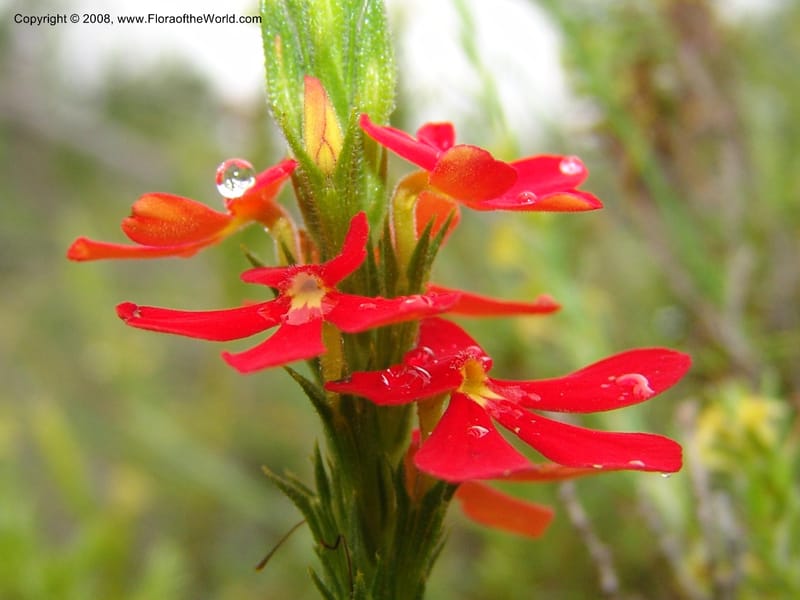 Striga elegans--So.Africa. E. Cape. Trappes Valley. 7 Mch 05. 043.jpg