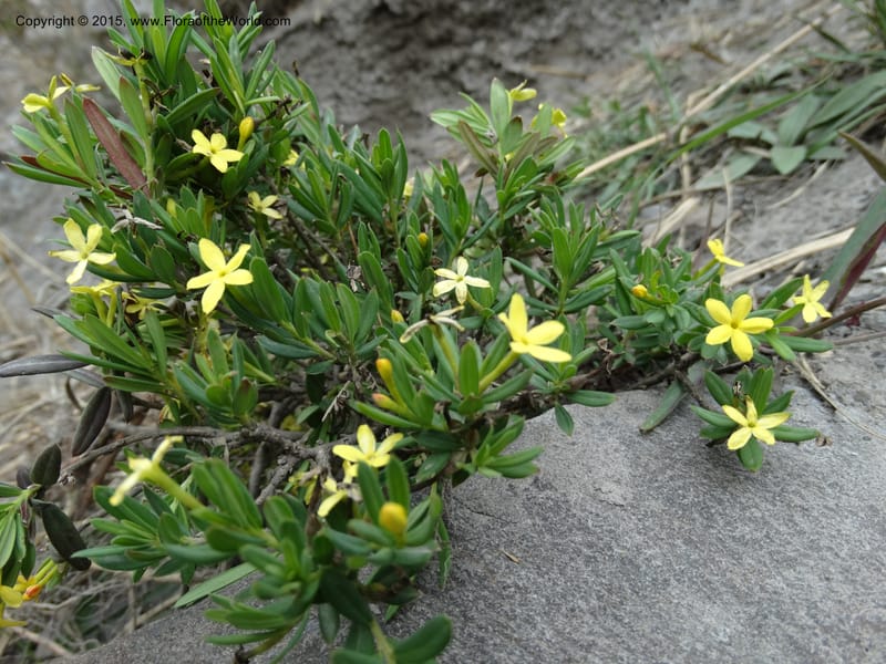 Wikstroemia, Boufford, D 43598--China. Sichuan. Yonghe Village. 6 May 2014. DSC04110 (37).JPG