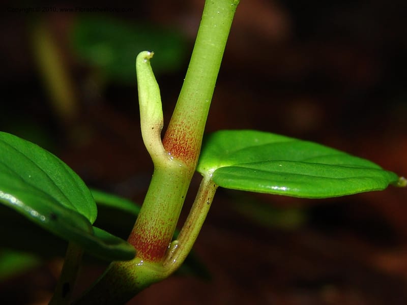 Peperomia, Croat 95709--Ecuador. Maquipucuna Biol. Res. Send. Princip. 11 Mar 06. 059 (10).jpg