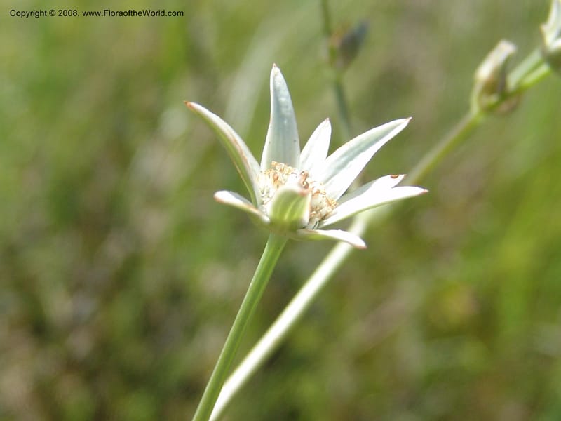 Alepidia longifolia--So.Africa. E. Cape. Umtamvuna Nat. Res. 11 Mch 05. 302.jpg