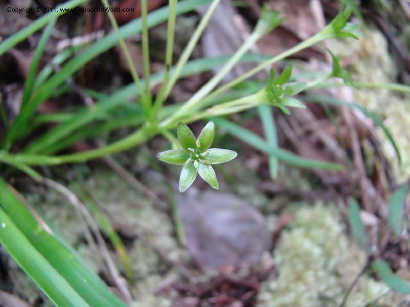 Campynemanthe, Munzinger, J 4843--New Caledonia, Dogny, 19 Nov 2007,  063 (3).jpg