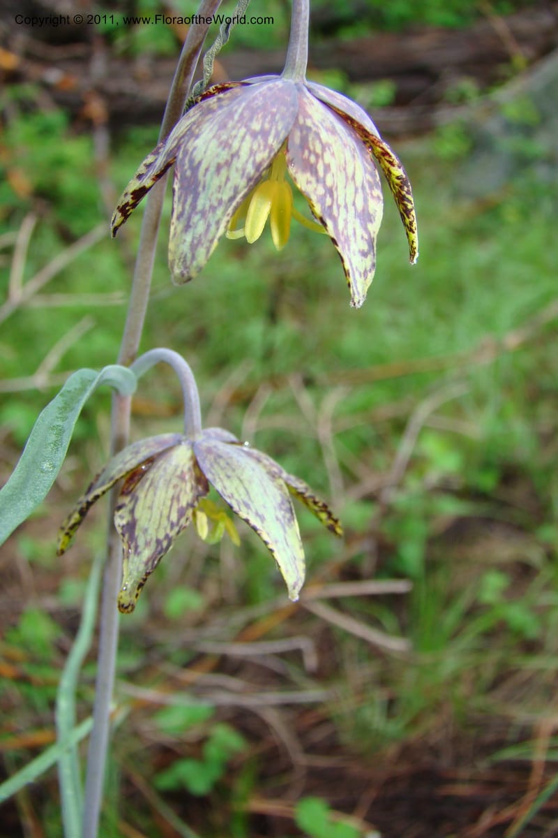Fritillaria atropurpurea, C. Davidson 11437--Idaho. Valley Co. Payette Lake. Sylvan Beach. 7 June 2009. 040.jpg