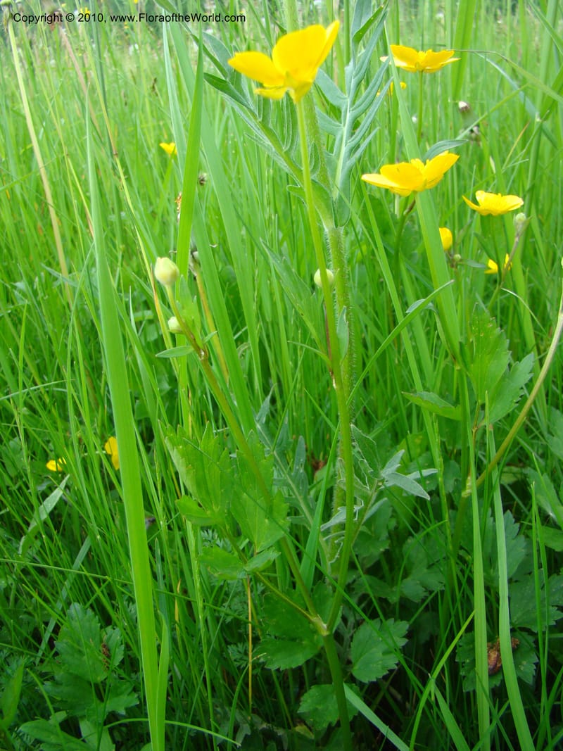 Ranunculus, C. Davidson 11201--Slovenia, Notranjska Region, Meadow near Planina and Unica River, 16 May 2008. 049.jpg