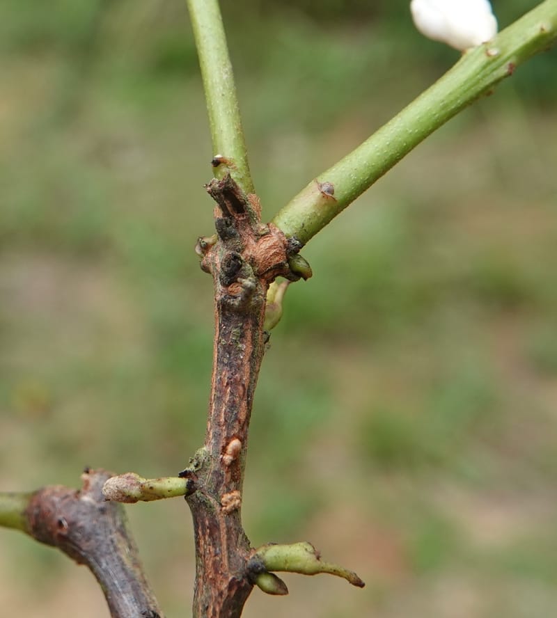 Stachyothyrsus staudtii, C. Davidson 14054--Gabon. Maboumine. 23 Oct 2019. DSC01631 (126).JPG