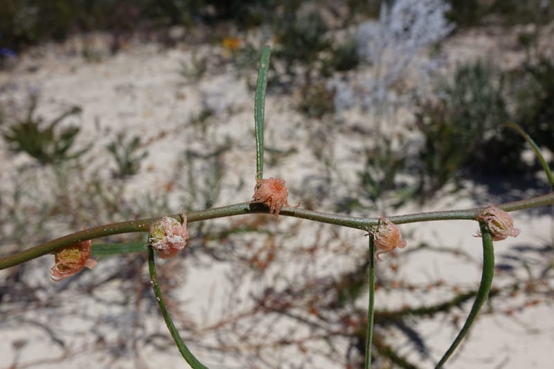 Tersonia cyathiflora, Davidson, C 13428--, Australia. W.A. Green Head-Coorow Rd. Stop 2. 24 Oct 2016. DSC04873 (88).JPG