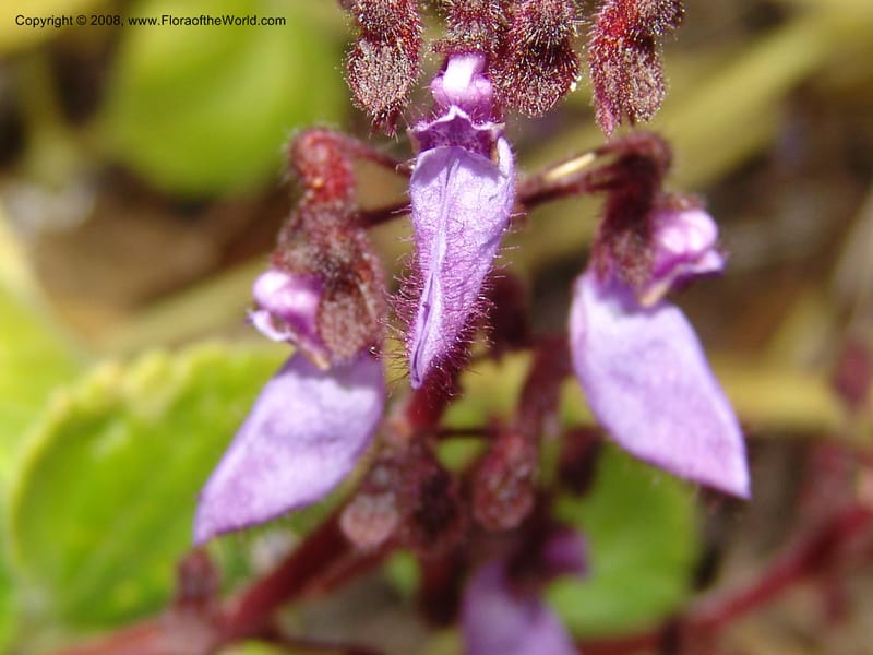 Plectranthus lanuginosus, 74.0330--CA. UC Berkeley Bot. Garden. 8 Dec 06. 054.jpg