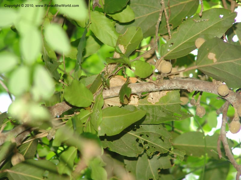 Morisonia americana, R. Ramirez D., xx--MX. Jalisco. Res. Las Joyas, La Manzanilla. 1 Aug 2007. 112 (8).jpg