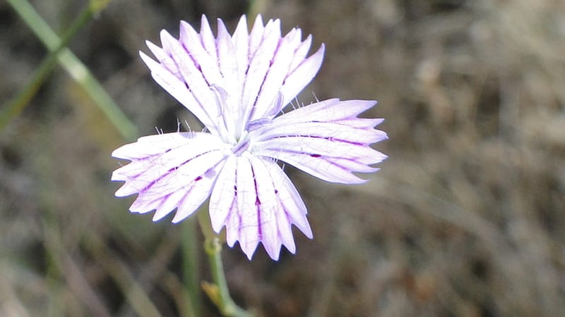 Dianthus strictus, A. G. Miller coll.--Iraq. Kurdistan. Shakh-i Pira Magun. 10 June 2010. 240 (6).jpg