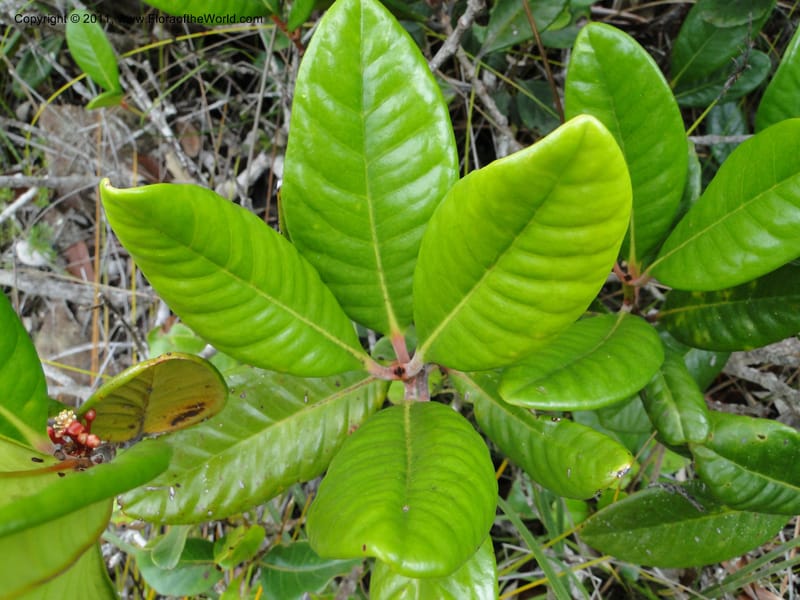 Austrobuxus montis-do, M. Callmander 792--New Caledonia. Mont Dore. 20 Jan 2010. 1257 (6).JPG
