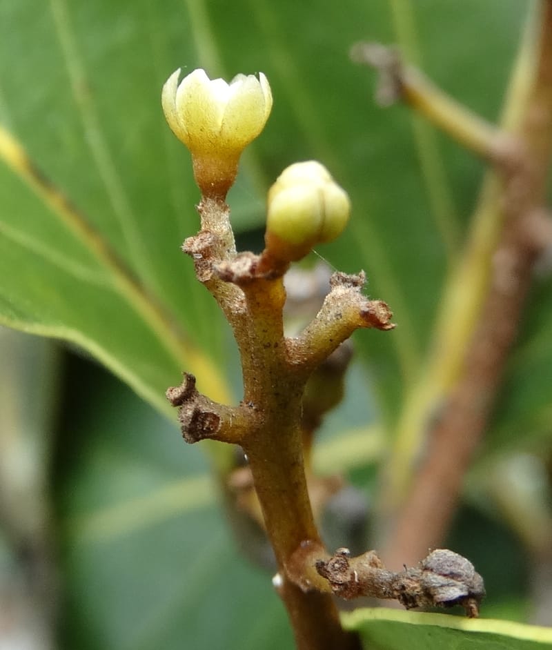 Cryptocarya, Munzinger, J 7347--Fiji. Delaikoro Mtn. 3 Nov 2015. DSC08393 (265).JPG