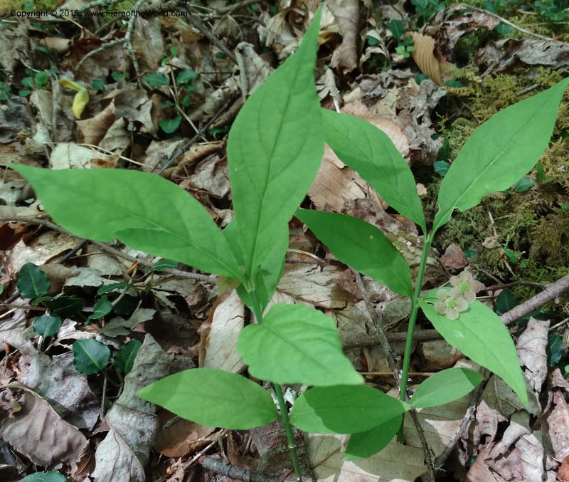 Euonymus obovatus, Davidson, C 12987--North Carolina. Clay Co. Perry Gap Rd, Barnard's Cr. 13 May 2015. DSC04860 (214).JPG