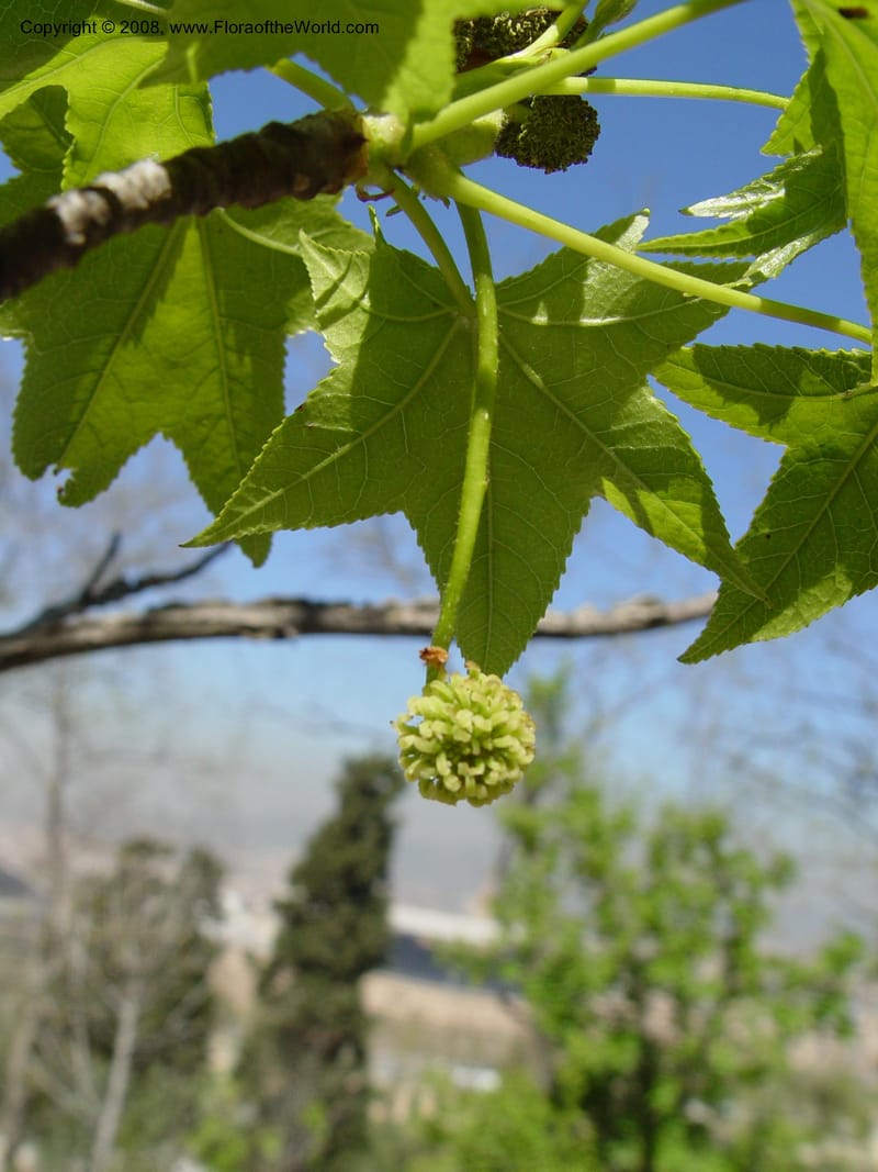 Liquidambar orientalis, 2002.0495--Spain. Barcelona Botanic Garden. 21 Apr 04. 218.jpg