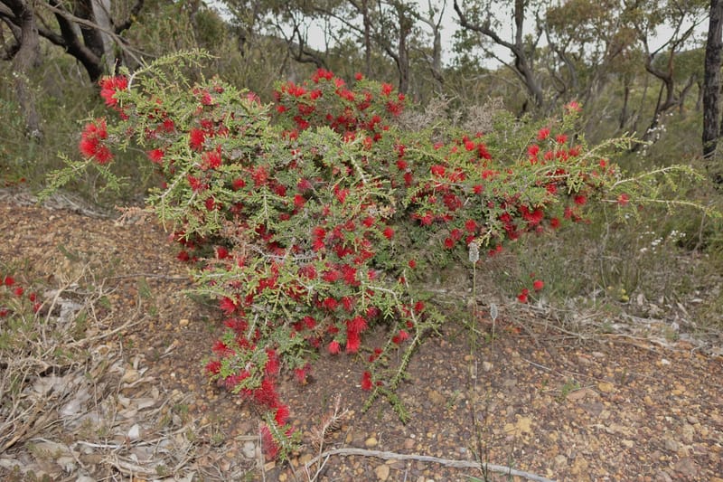 Beaufortia cyrtodonta, Davidson, C 13522--Australia. W.A. Red Gum Pass Rd., odom 31. 30 Oct 2016. DSC07055 (22).JPG