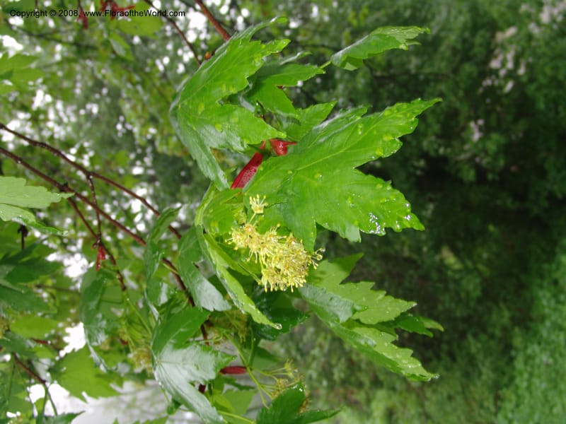 Acer trautevetterii--Georgia. 2 km S of Bakuriani, rd to Khrats'koros. 6 Jun 05. 088.jpg