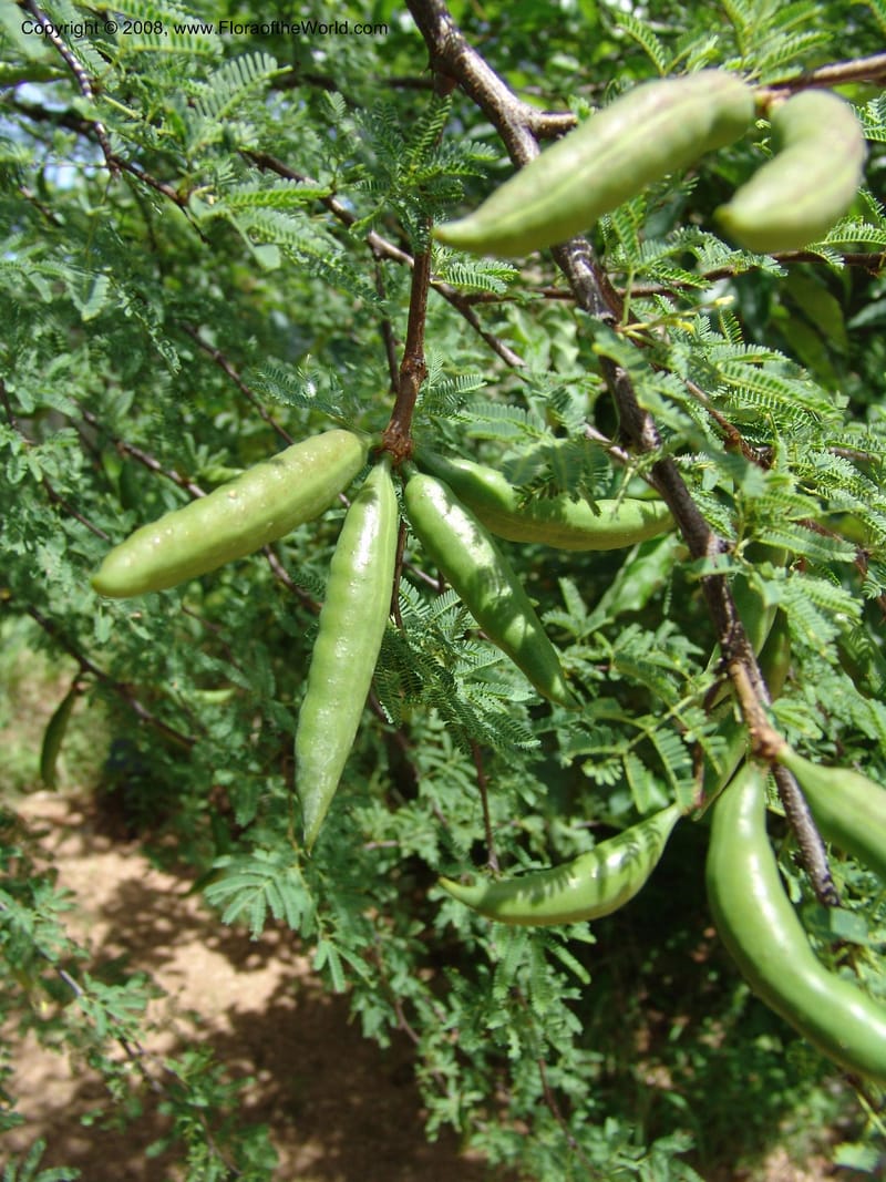 Acacia farnesiana--TX. Johnson Wildflower Center. 13 Jun 04. 002.jpg