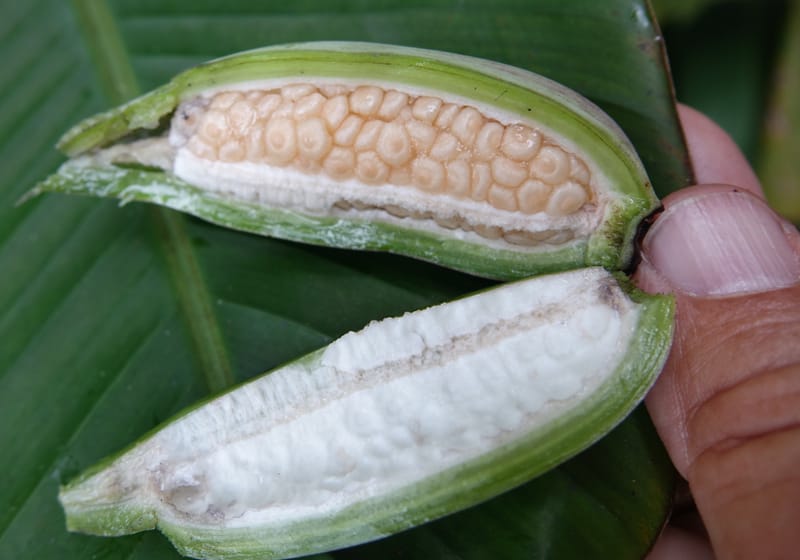 Musa formosana, Chung Kuo-Fang 3351--Taiwan. Wulai Distr. Wulai village. Hsing Hsian Trail. 19 May 2016. DSC03046 (144).JPG