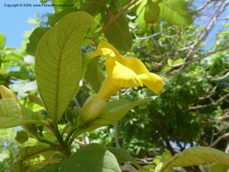 Stemmadenia obovata--Costa Rica. Palo Verde Biol. Sta. 30 Mar 04. 023.jpg