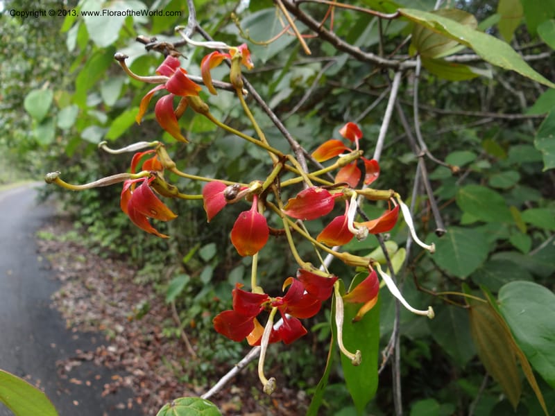 Bauhinia kockiana, SAN.153247--Malaysia, Sabah. Tawai For. Res. 9 Apr 2012. DSC07890 (13).JPG
