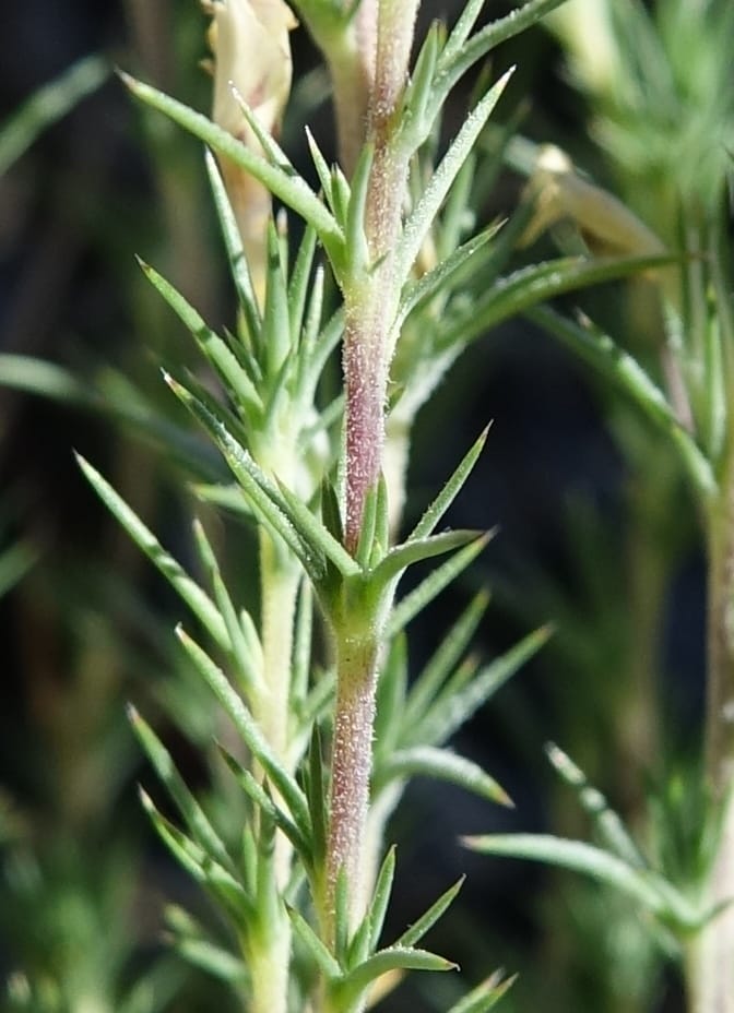 Leptodactylon pungens, C. Davidson 13670--ID. Hwy 20 W of Arco. Open basalt flow. 18 Jun 2017. DSC02519 (123).JPG