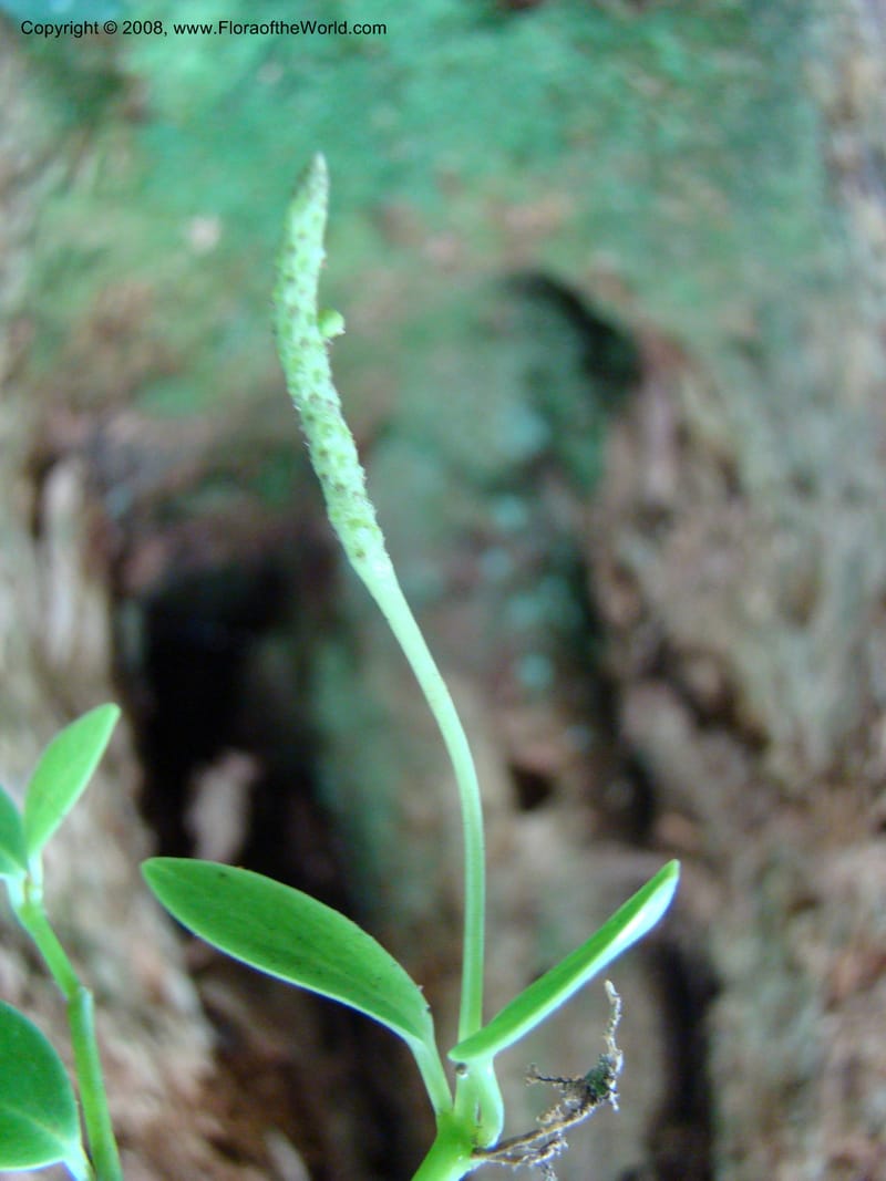 Peperomia, JMunzinger4870--New Caledonia. Plateau de Dogny. 19 Nov 07. 489.jpg