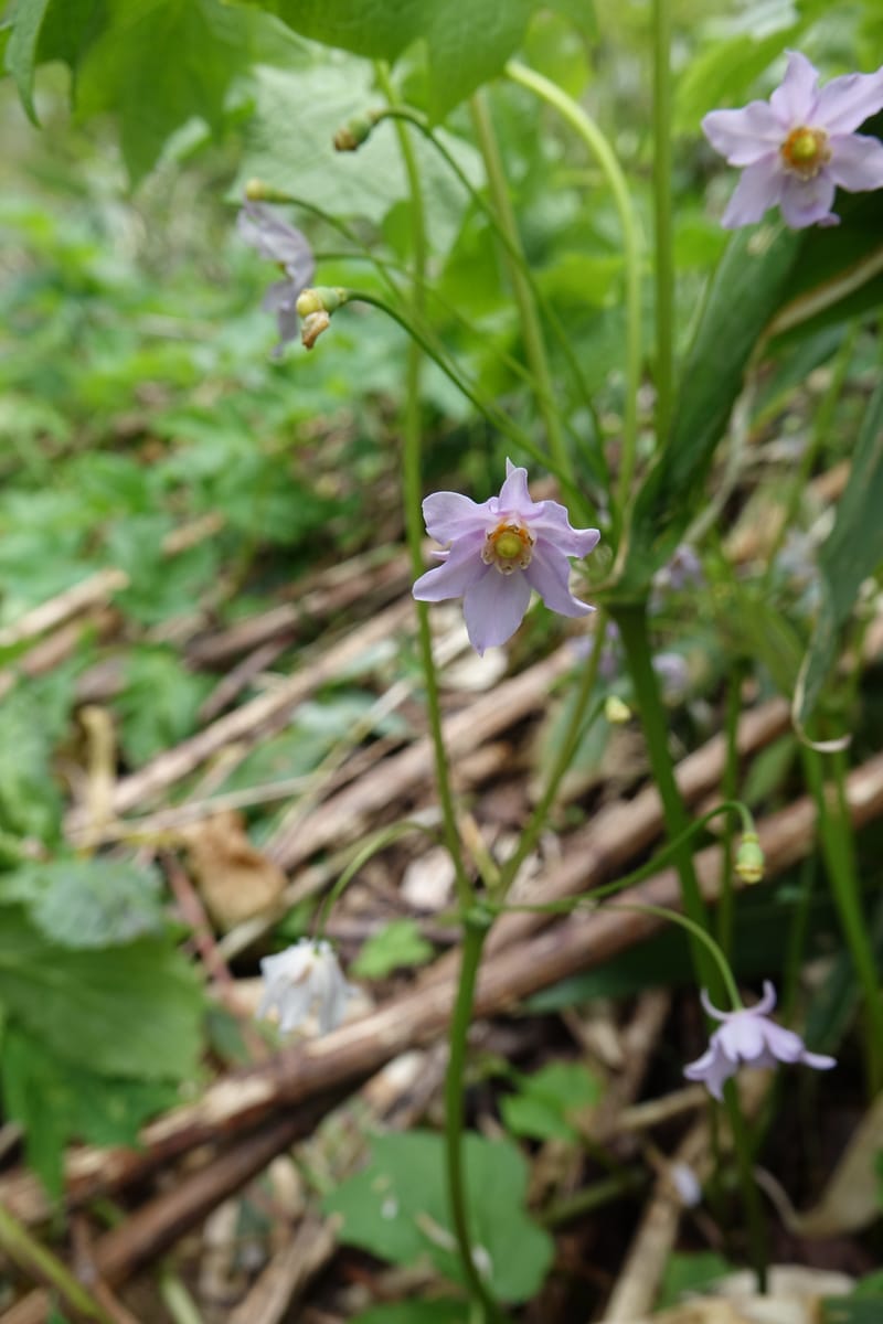Ranzania japonica--Japan. Myoko Kenmin-no-mori. Hiuchiyama Trial. 27 May 2016.  (161).JPG