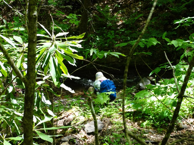 No Carolina. Clay Co. Perry Gap Rd, Barnards Cr. 13 May 2015. DSC04860 (161).JPG