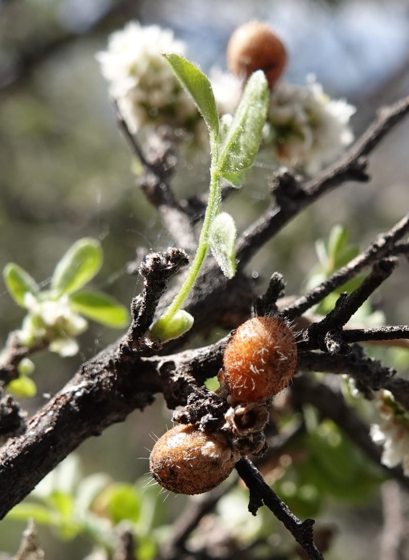 Rhus microphylla, C. Davidson 13990--AZ. Cochise Co. Hwy 80 SE of Tombstone. 9 April 2019. DSC07192 (26).JPG