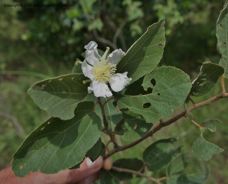 Luehea paniculata, Stevens,  W. D 31230, Garay Cue, 19 Mar 2011 4552 (4).JPG