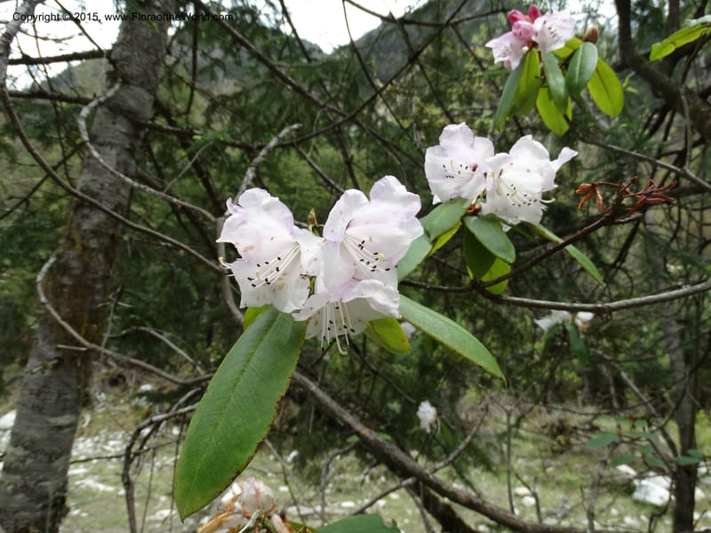 Rhododendron, Boufford, D 43643--China. Sichuan. XiaYingShan to XiangZhai. 10 May 2014. DSC05109 (164).JPG