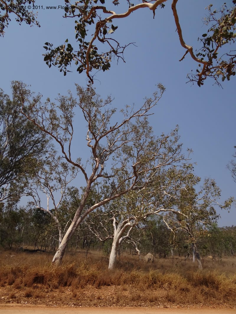 Eucalyptus platyphylla, B. Gray 9065--Australia. Queensland. Bakerville. 22 Sep 2011. (26).JPG