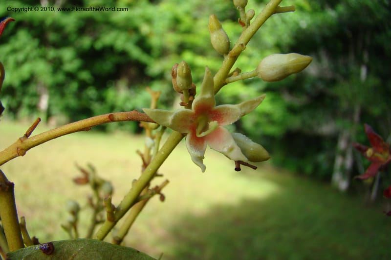 Sterculia villifera, Mori, 27339--French Guiana. Les Nouragues Station. 27 Oct 09. 039.jpg