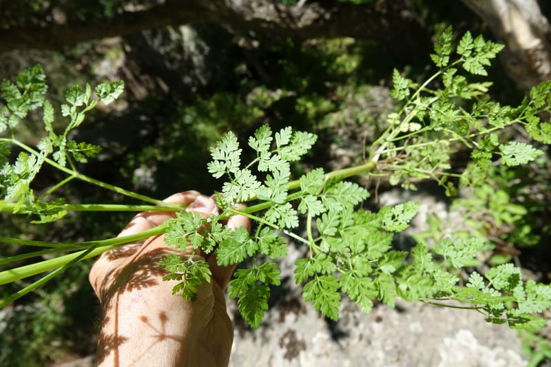 Anthriscus caucalis, C. Davidson 13580--ID. Idaho Co. Salmon R. Rd. E of Riggins. 24 May 2017. DSC00708. JPG (167).JPG
