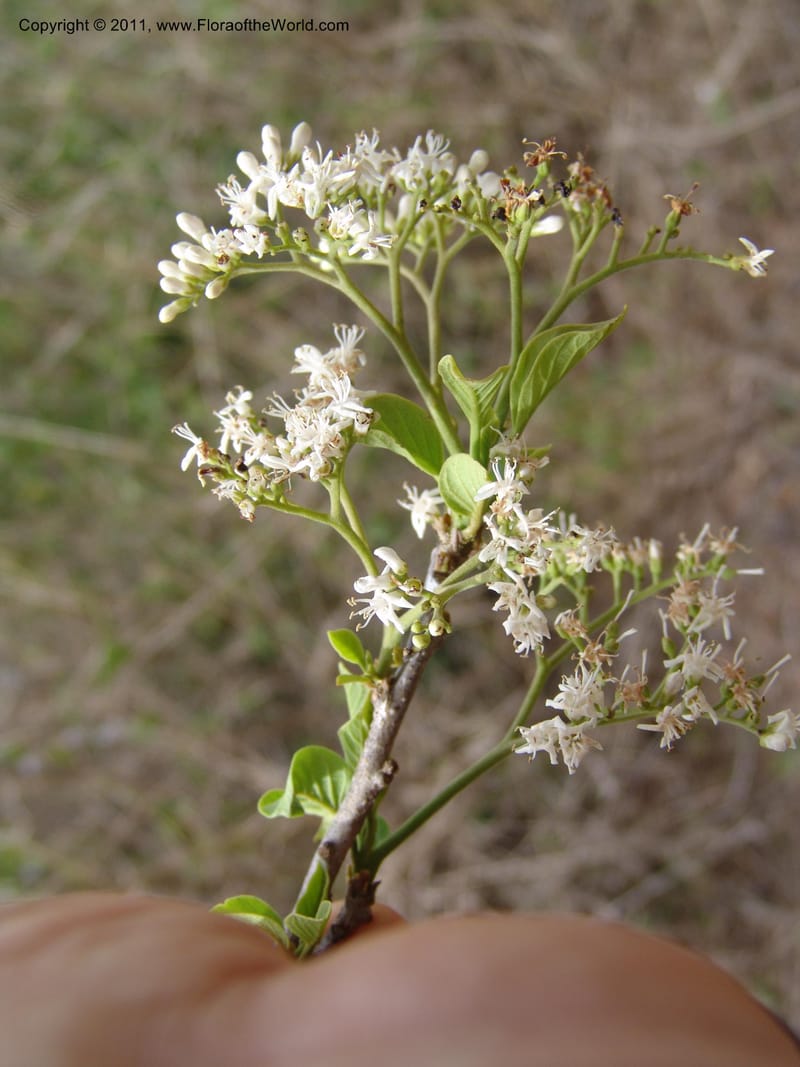 Hilsenbergia, ROR1536--Madag. Prov. Antsir. Sahafary STF. 7 Nov 06. 003.jpg