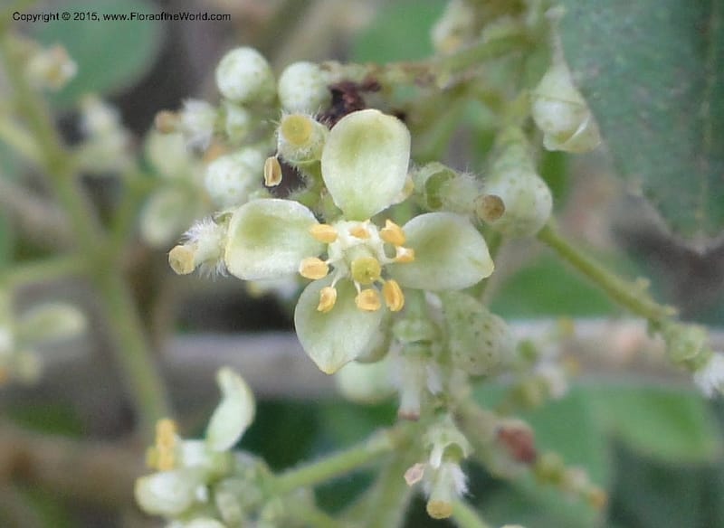 Clausena, Regalado 1953--Viet Nam. Forest Block 19. 15 May 2011. 270 (6).jpg