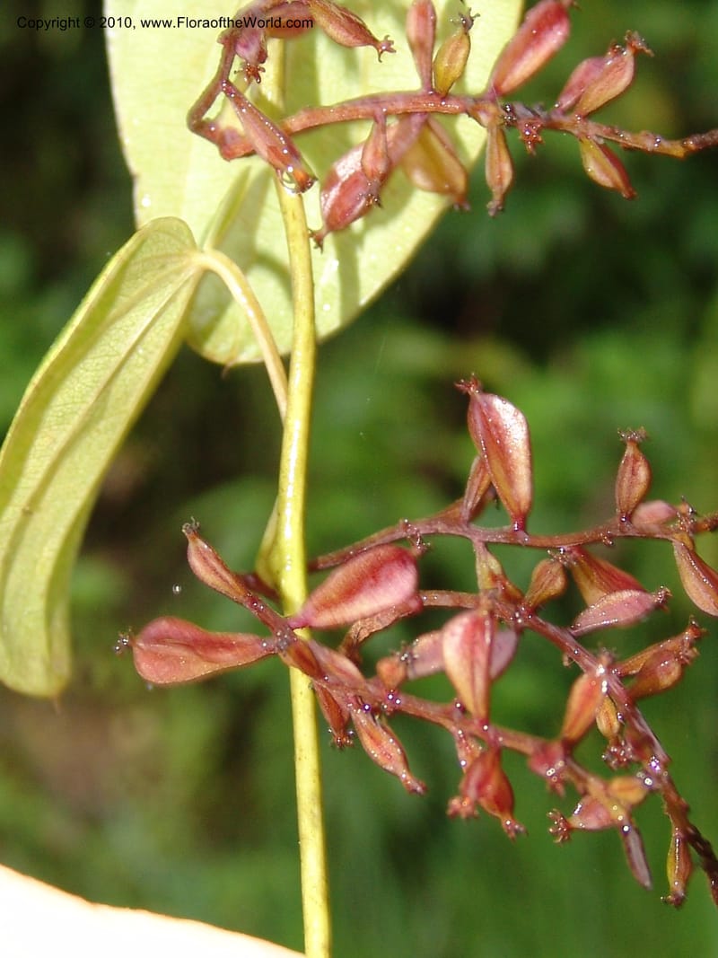 Dioscorea, Croat 97393--Ecuador. Prov. Pichincha. BellaVista private reserve. 27 Mar 06. 374 (2).jpg
