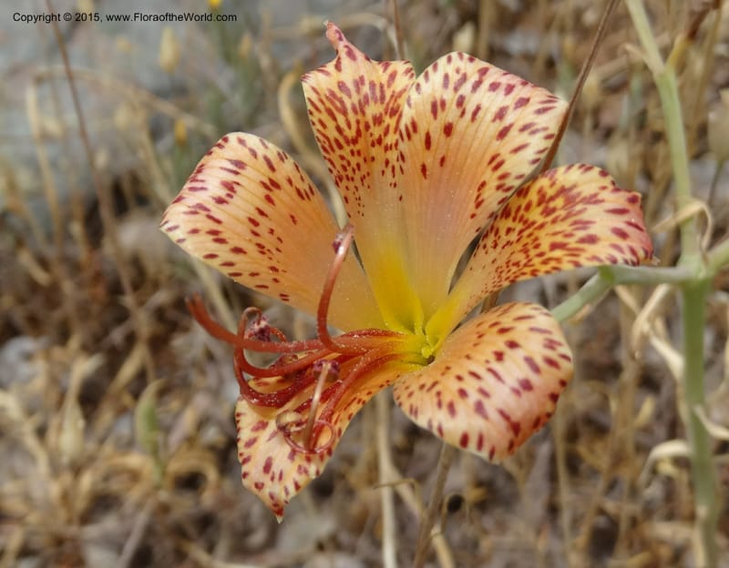 Alstroemeria versicolor, Davidson, C 12826--Chile. Ruta J-55 east of Talca. 27 Nov 2014. DSC08682 (133).JPG