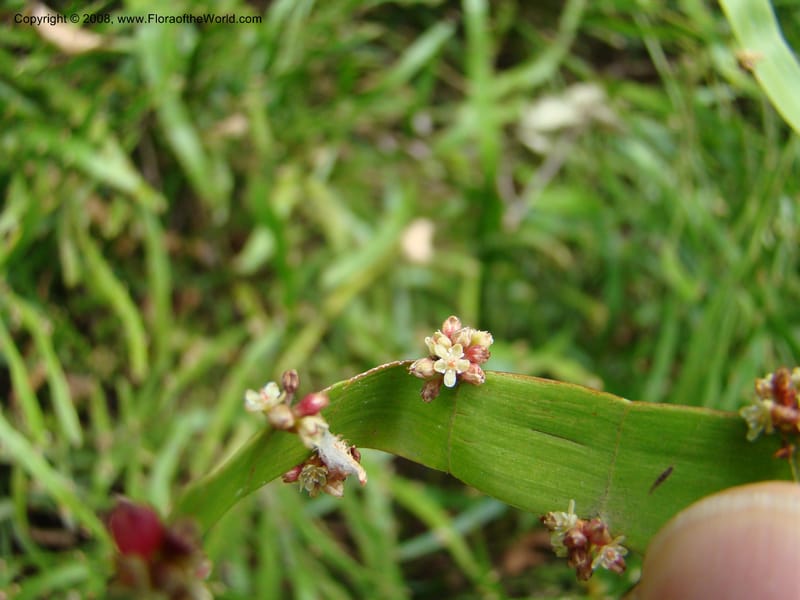 Homalocladium platycladium--Australia. Royal Botanic Garden, Melbourne. 19-20 Mch 08. 314.jpg