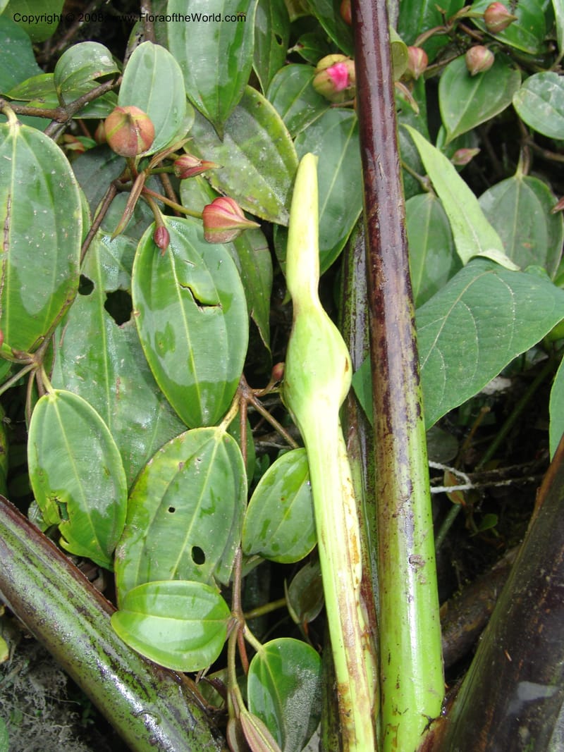 Xanthosoma purpureomaculatum, Croat93544--Ecuador. Prov. Napo. 47.2 km E of Baeza. 18 Aug 04. 038.jpg