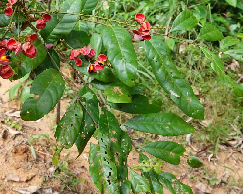 Aporrhiza, C. Davidson 13912--Gabon. M de C. Road past the cabins. 29 Oct 2018DSC09794 (88).JPG