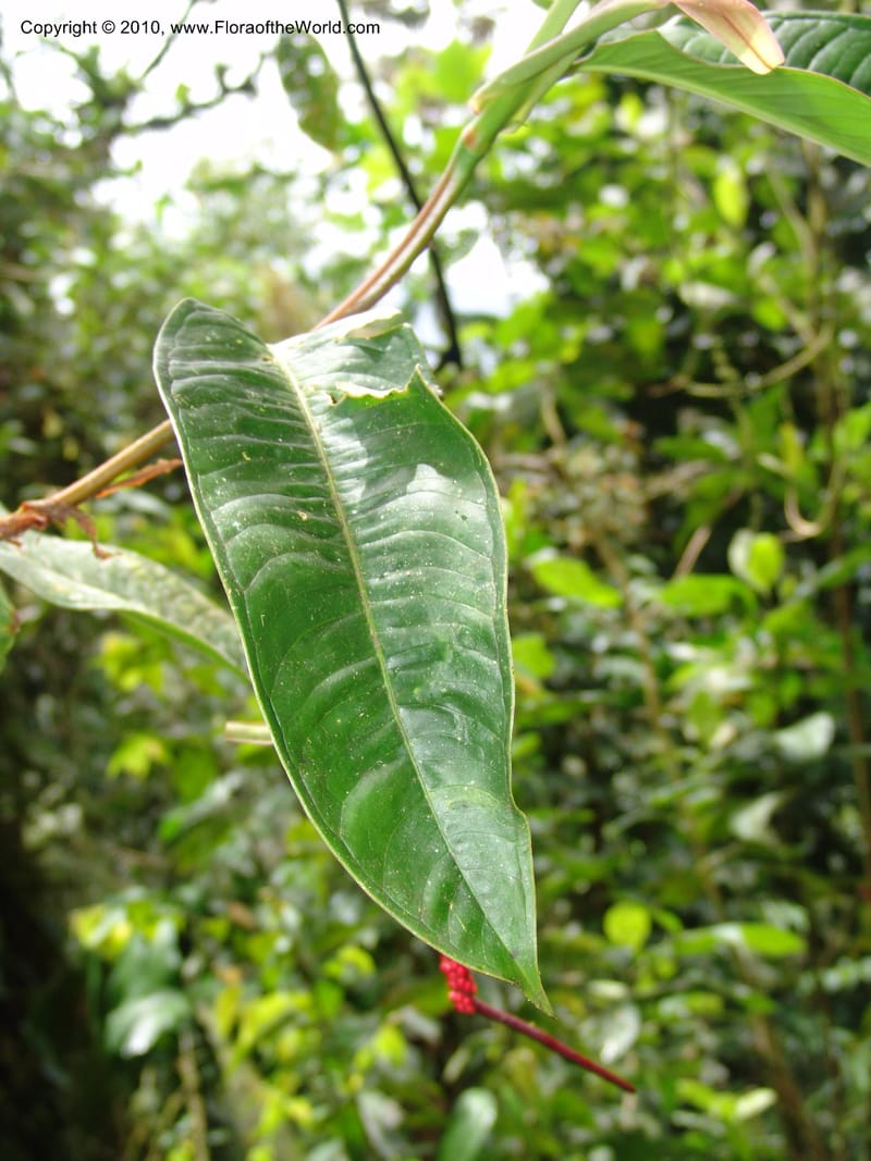 Anthurium aristatum, Croat 95962--Ecuador. Edo. Pichincha. Bosque Nublado Sta. Lucia. 14 Mar 06. 349 (1).jpg