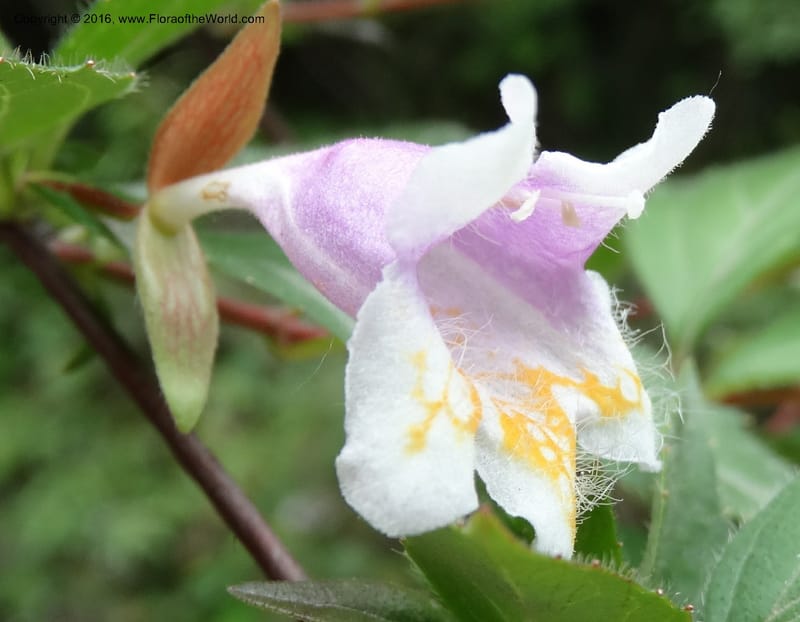 Abelia macrotera, Boufford, D 43692--China. Sichuan. LongDongZhen on Rd. to LeiYuan Shan. 13 May 2014. DSC05860 (176).JPG