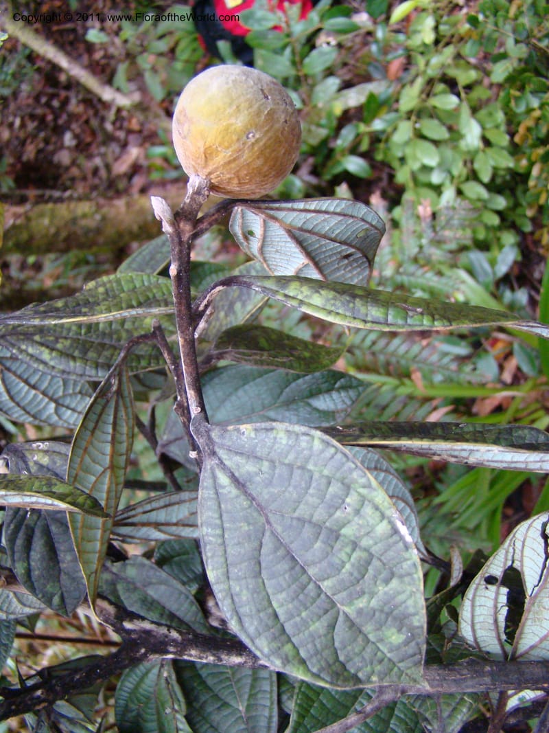 Cryptocarya, Munzinger, J 4851--New Caledonia,  Dogny, 19 Nov 2007, 97 (5).jpg