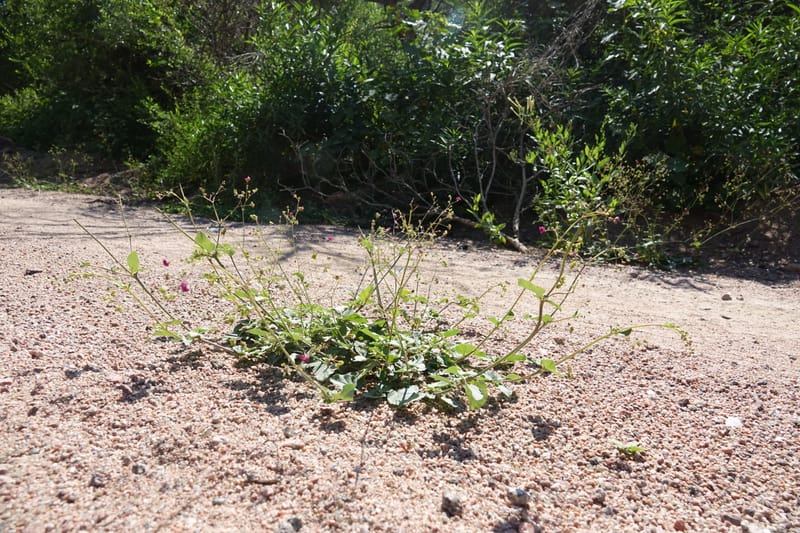 Boerhavia diffusa var. leiocarpa, Fortunato 13150--Argentina. S. of San Augustin. Las Bretes. 8 Feb 2018. DSC09370 (187).JPG