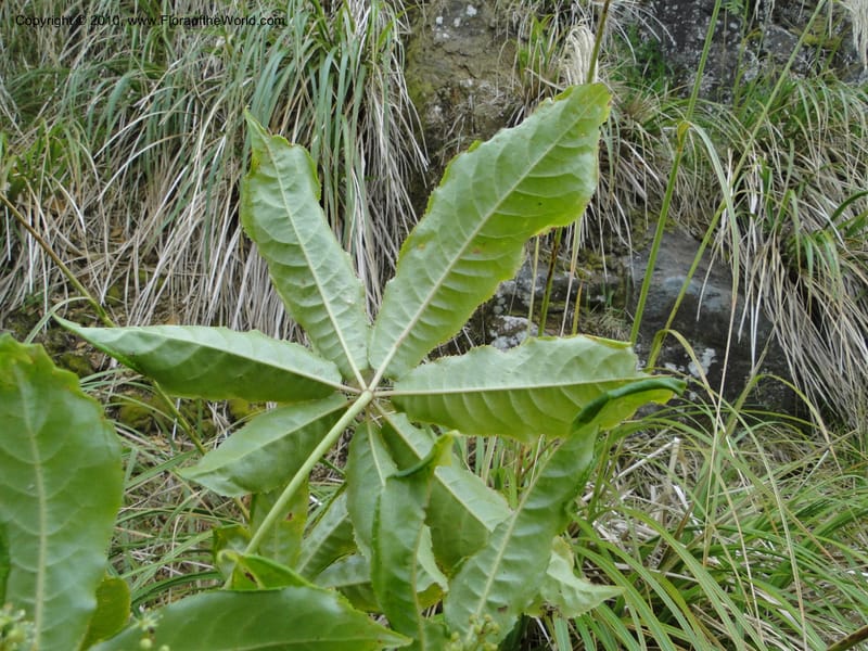 Schefflera digitata, C. Gemmill 720--New Zealand. N. Island. Mt. Te Aroha. 13 Jan 2010. 065 (5).JPG