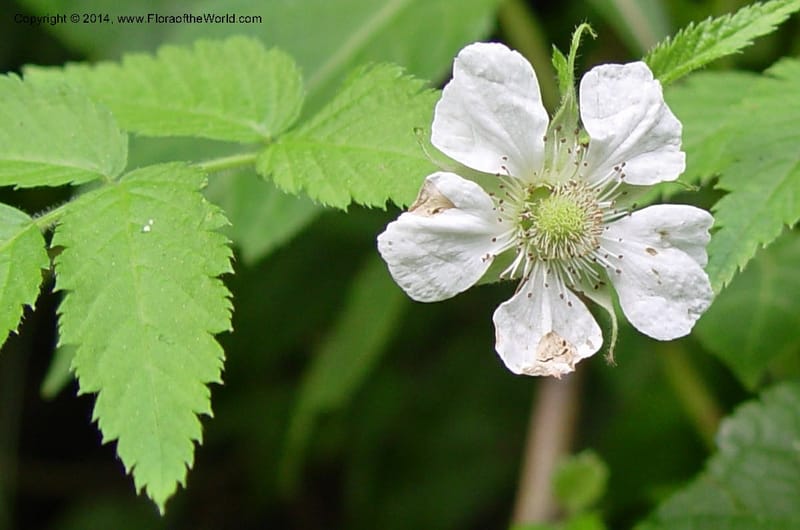 Rubus pinnatus--Cameroon. Mt. Cameroon. 5 Dec 03. 016a (1).jpg